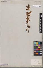Foto von Salix capensis Thunb.